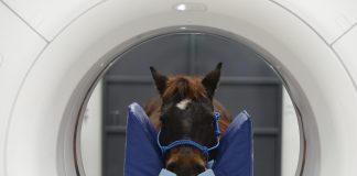 With Over 40 Years in Business, Peterson Smith Equine Hospital and Complete Care Offers Top Service to their Equine Clients in Ocala