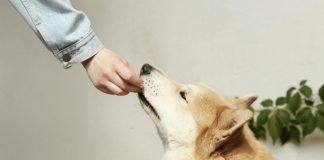 Medterra Pets: Premium Care for Your Furry Friends