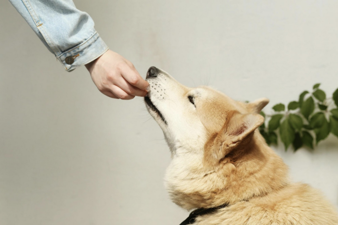 dog spons post