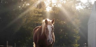 Draft Gratitude Becomes the First Equine Rescue Organization in New Hampshire to Earn Accreditation from the Global Federation of Animal Sanctuaries