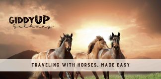 First-Ever Equine Layover Marketplace Launches