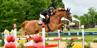 Why Margie Engle Believes a Horse’s Desire Beats Talent in the Ring