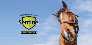 Sentinel® Named Official Feed of the World Conformation Horse Association