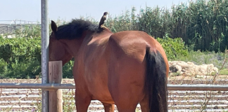 Turning the Unwanted Horse Breakup Into a Breakthrough