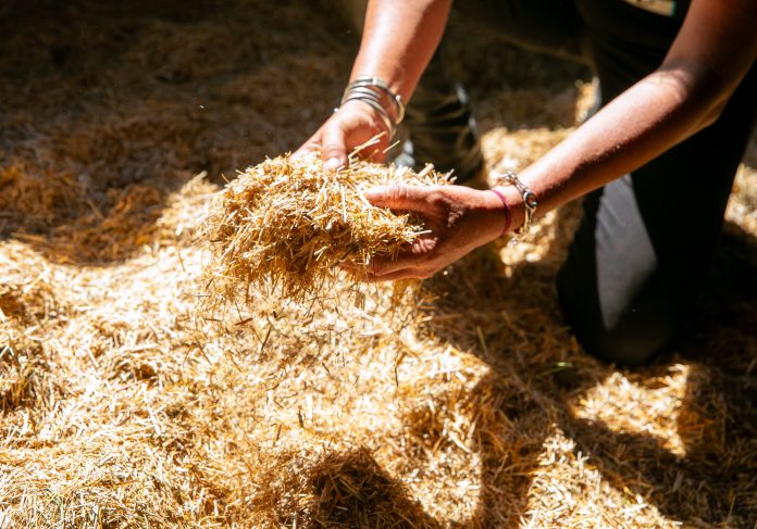 TPH0724-NaturalBedding_00020