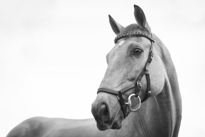 black_and_white_horse_spons_post