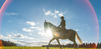 PBEC’s Tips For Keeping Your Performance Horse Cool In The Heat
