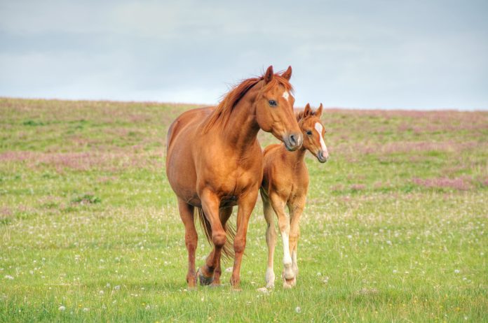 Horses walk across mountain meadow