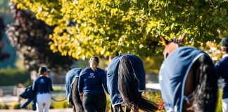 Promoting Events: Strategies for Success in the Equestrian Industry