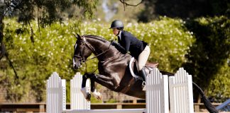 Lessons From the Wrong Horse