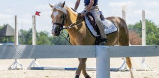 Short Stirrup Shouldn’t Require Lead Changes