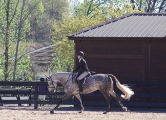 Trainer Tuesday: If you trained a horse who was an average mover, how would you train them to be a better mover?