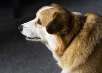 A Crisis in the Veterinary World