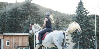 5 Equine-Themed Hat Designs Riders Love