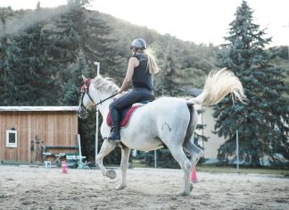 5 Equine-Themed Hat Designs Riders Love