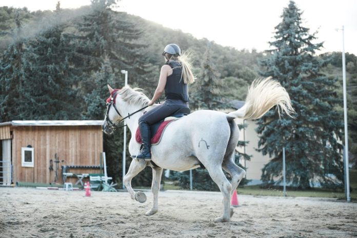 grey_horse_spons_post