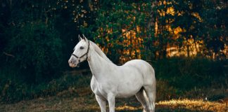 Understanding Product Reviews for Equine Products