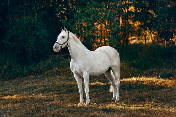 grey_horse_woods_sunset_spons_post