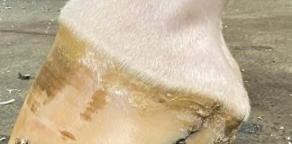 Managing the ¼ Crack in Performance Horses