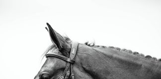A Revolution of Inclusion: Black Equestrians and Allies Accept ETHOS Awards