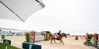 Trainer Tuesday: For a colder, less responsive horse, how would you get them to be more reactive?