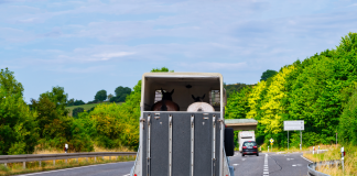 Shipping Horses Long Distances: How To Pave the Way for a Smooth Journey