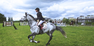 The Art and Science of Predicting Performance in Horses