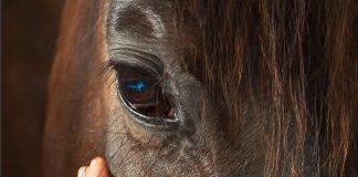 Equestrian Documentary “Horses & the Science of Harmony” Examines the Nature of Harmony Between Horse and Rider