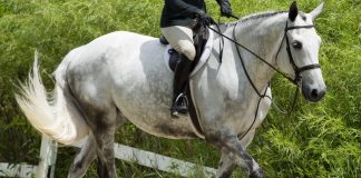 Is Your Horse Getting the Most Out of Their Farrier X-Rays?