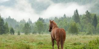 Mobile Equine Veterinary Services in Gilbert, Arizona: Comprehensive Care for Your Horse