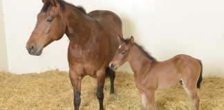 UC Davis First to Produce Equine Embryos By In Vitro Fertilization with Frozen Sperm