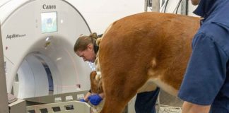 The Big Picture – New Big Bore CT Scanner Revolutionizes Equine Imaging