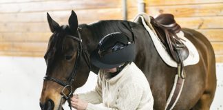 The Pillars of My Equine Care System as a Lifetime Horse Woman