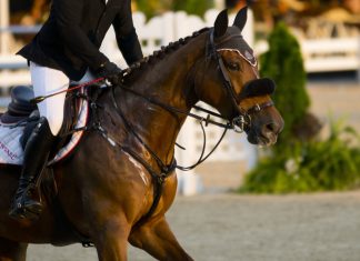 Trainer Tuesday: How often do you full body clip your show horses and why?