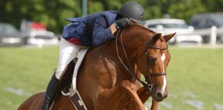 “How Will You Serve?”: USHJA Board of Directors Candidates Answer