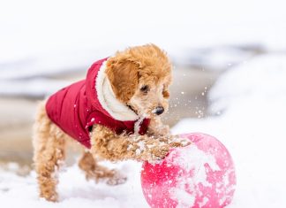 What Horses and Dogs Can Teach Us About Intelligence