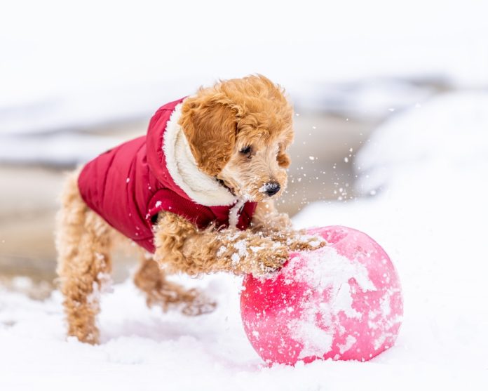 dog_in_spons_post