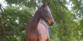 Kilcarna French Fancy “Arnie” Wins Inaugural 2024 USEF Heart Horse Award