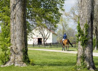 Putting Things in Pencil: Community, Belief, and the Enduring Love of the Horse