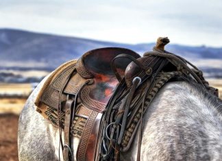 Exploring The Different Types Of Horse Saddles And Their Uses