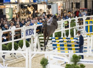 The Plaidchat: Geoff Case on Quirky Horses Plaidchat Geoff Case