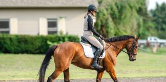 The Evolution of Equestrian Fashion: Balancing Tradition and Innovation