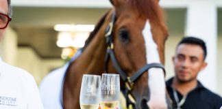 Windstar Cruises Enters the Equestrian World with World-Class Show Jumping Horse
