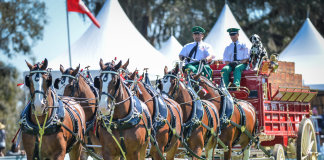 World-Famous Budweiser Clydesdales Return to Live Oak International in Ocala