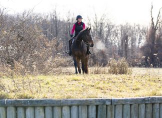 Trainer Tuesday: How do you warm up older horses before a workout, a lesson, or to show?