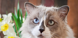Should You Get a Ragdoll Kitten? 10 Signs This Breed Is Perfect for New Jersey Families