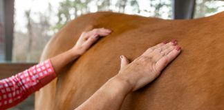 Walking Among The Horses: A Day In The Life Of An Equine Massage Therapist