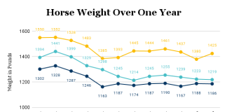 Size Matters: What Does Your Horse or Pony Weigh?