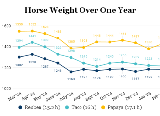 Size Matters: What Does Your Horse or Pony Weigh?