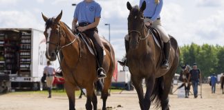 Eye On the Market: Financial Wellness in the Equestrian World